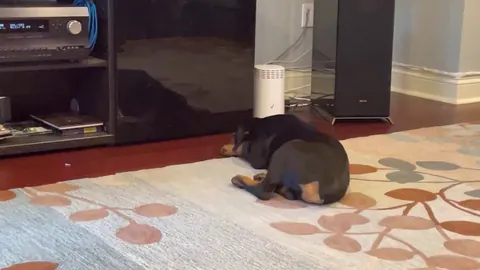 Rottweiler puppy argues with his own reflection