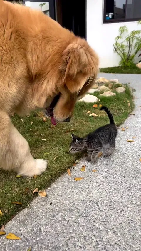 Good boy makes a new friend