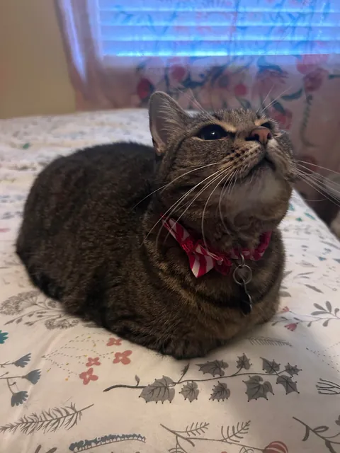 Do you ever just love your cat so much you cry??