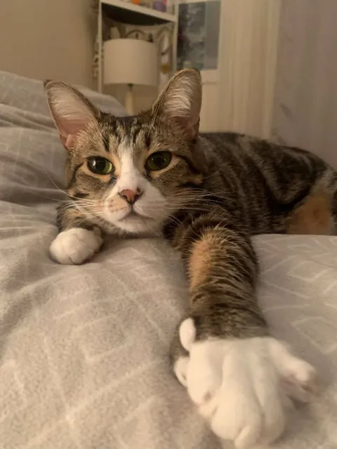 Being catted every day