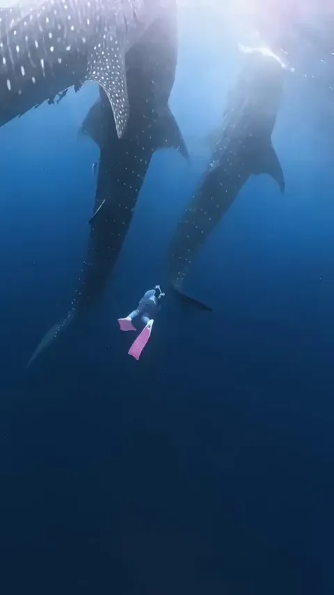 🔥 Free Diving with Whale Sharks (mute 🔇)