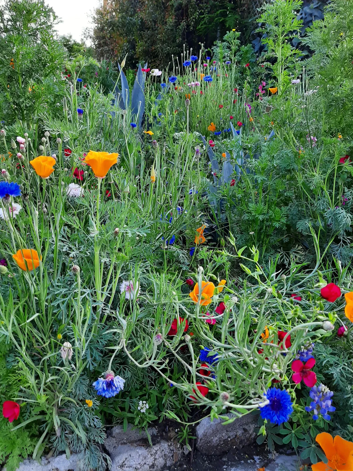 My wildflower forest