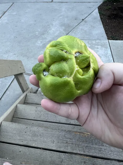 A Mutant Lemon from Our Tree