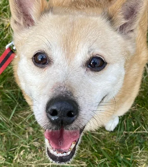 More noses of the dogs I walk