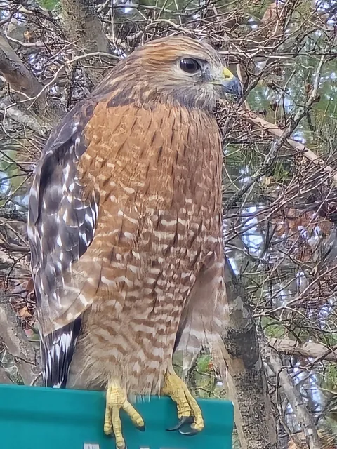 🔥Red-Shouldered Hawk hunting in the neighborhood. Charlotte, NC🔥