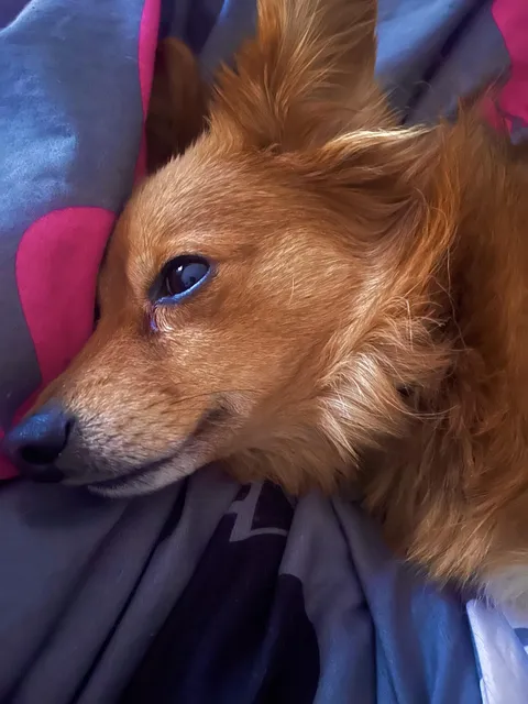 I hit my leg against the wall during zoomies and made mom think I broke something. I am just sensitive.