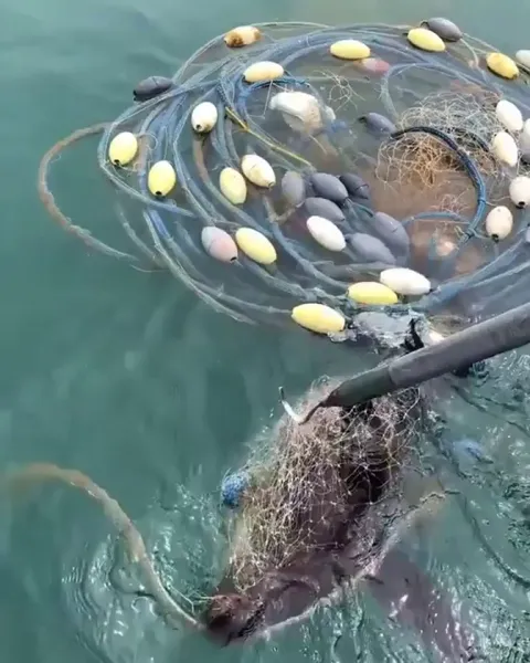 Helping a young seal trapped in a discarded fishing net