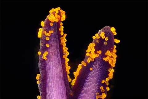 🔥 Super-macro photographs of the central pollen-producing part of a common daisy