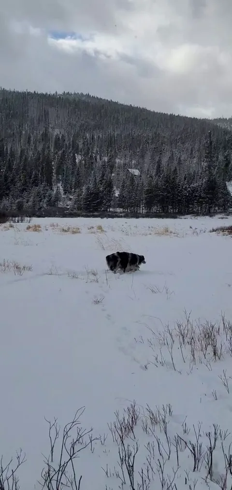 So cute together ❤️ ❄️💙