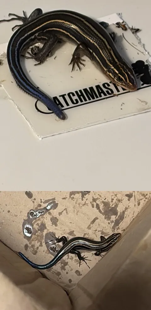 Husband found and freed a skink from a glue trap behind his work.
