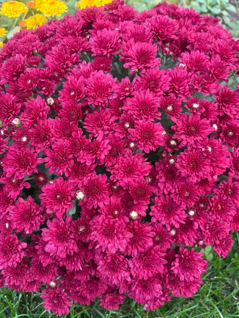 Planted mums in the ground last fall and they have quadrupled in size!!!