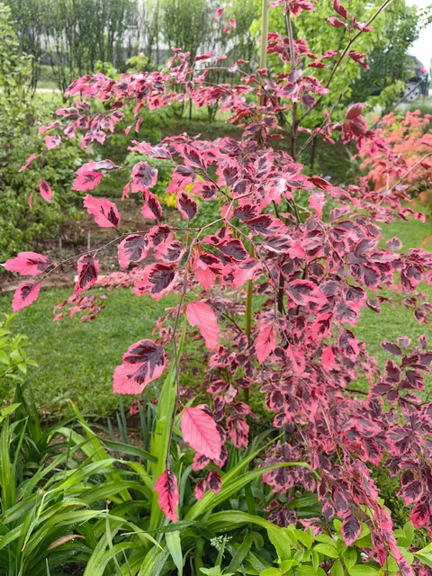 My garden in Serbia part 3