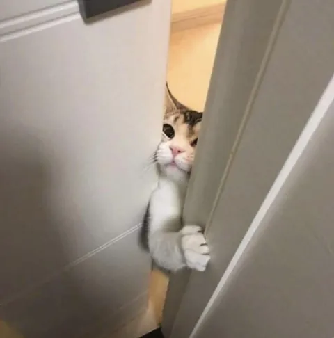 Let me in hooman.