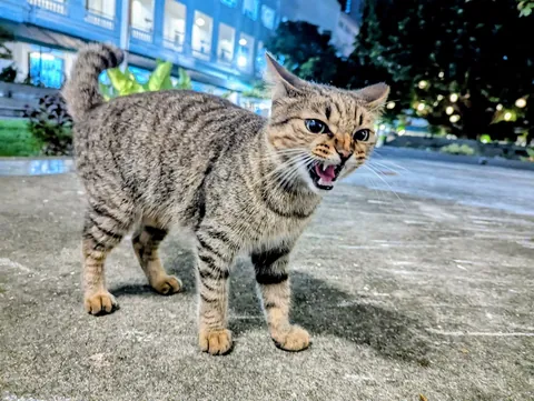 The two sides of her