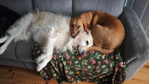 Teddy aka Dennis the menace ft ruby 😂