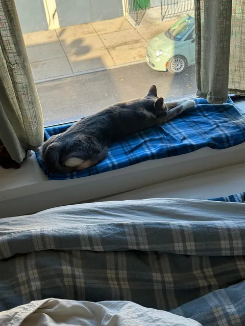 first time cat owner, adopted bonded sisters- so glad I did !