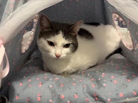 Currently unavailable—she’s in her tent. ⛺️