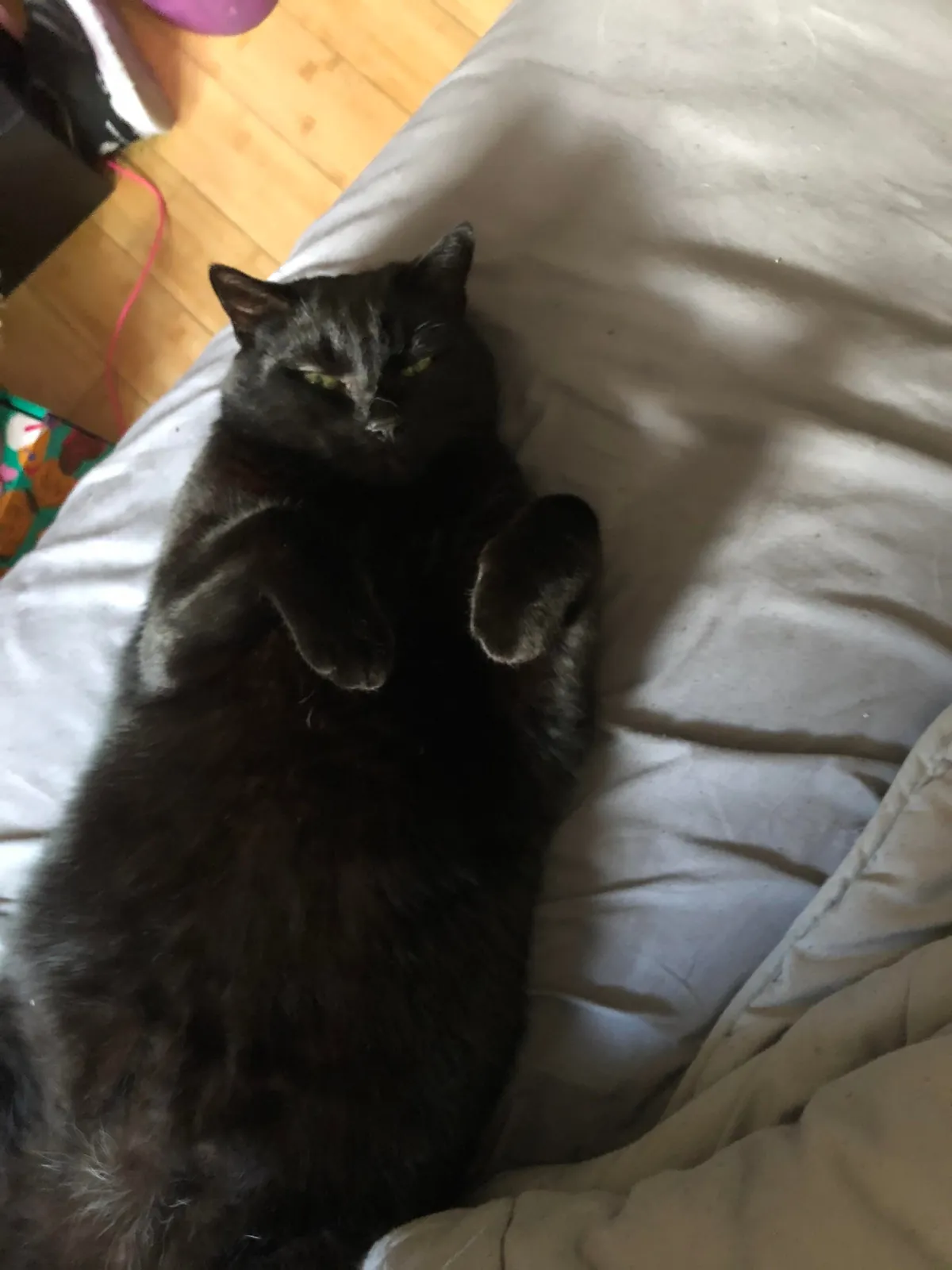 Dexters getting ready to cross into the afterlife, please send good vibes for his final days 🖤