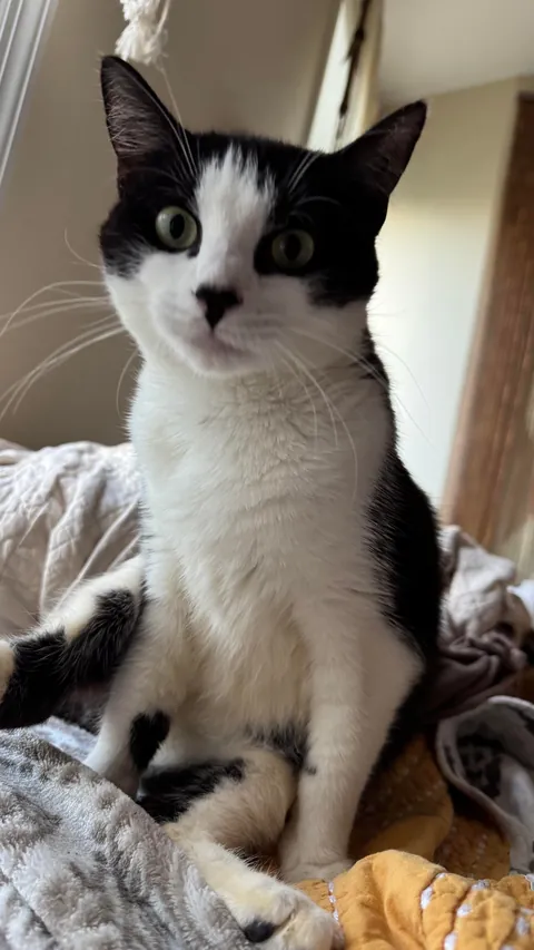 Final plea to help find Legacy, special needs cat, a home