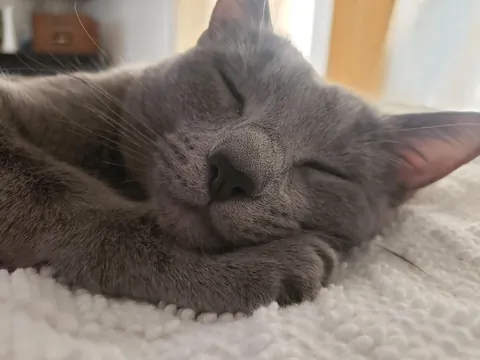 Our sweet ru passed last night (sorry for low quality photos)