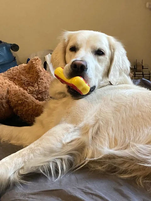 Watch my golden ika grow 💗