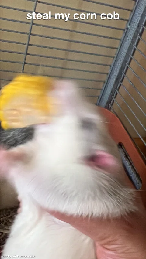 Crimes my rats committed this week