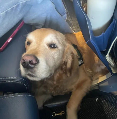 Airline did me a heckin upgrade to ElitePremium Gold Retriever Snoot section