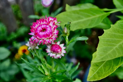 First year flower farm update