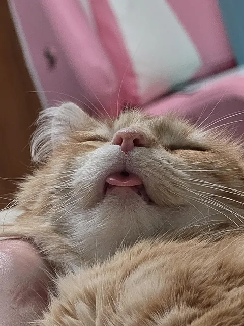 How my cat likes to nap