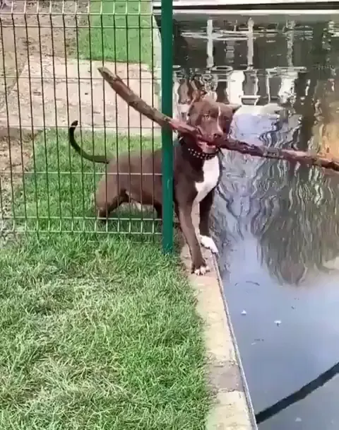 He had to stop, think, go back and regroup and try again. Smart dog 