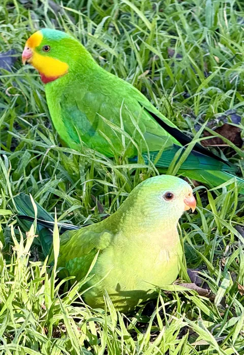 A cute couple I saw having lunch together today