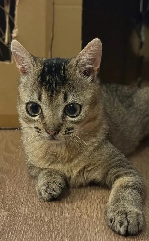 people always tell she looks like Emma Stone