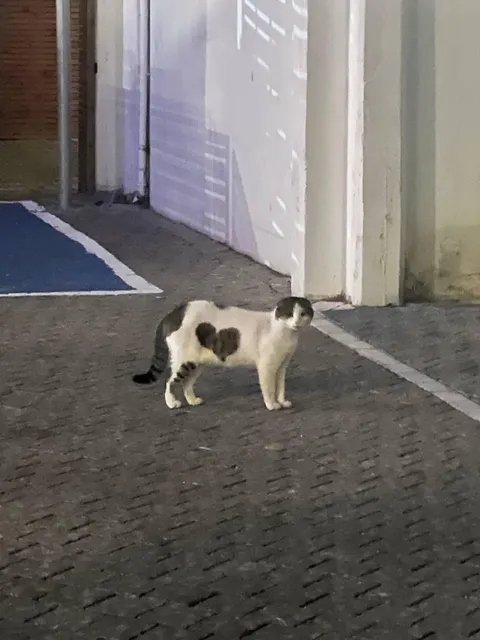 I met this heart-marked gentleman tonight