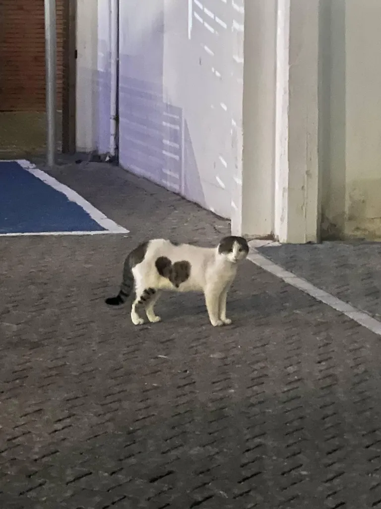 I met this heart-marked gentleman tonight