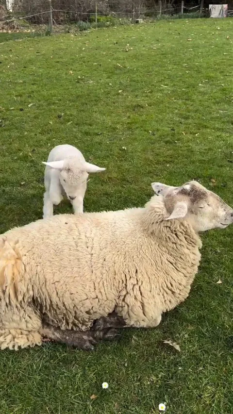 Snowy wants Herbie to get up NOW