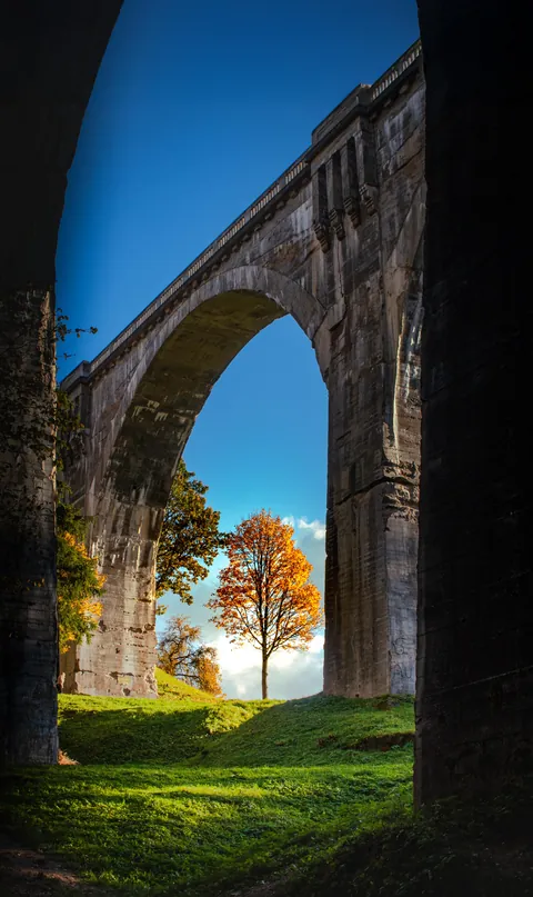 The Tree Beneath the Bridge of Time