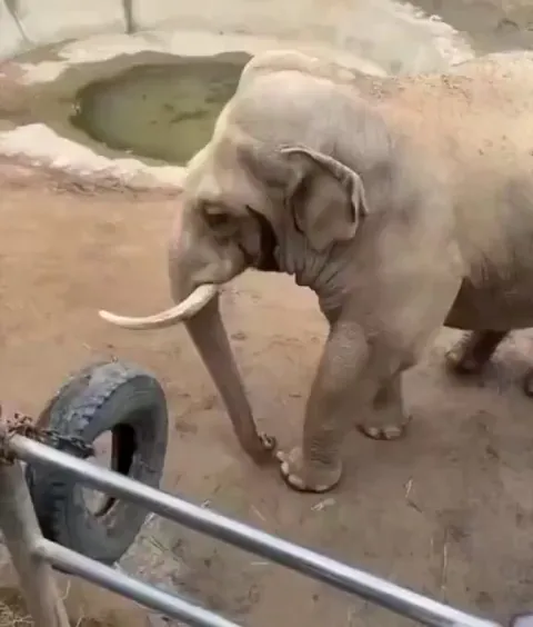 Elephant returns a little kid’s shoe that fell into its enclosure.. 🥺