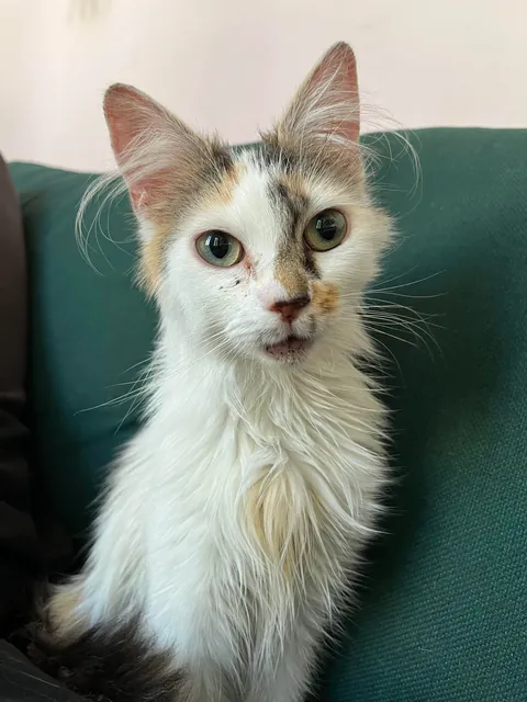 Our new fluffy roommate after just 10 days with us