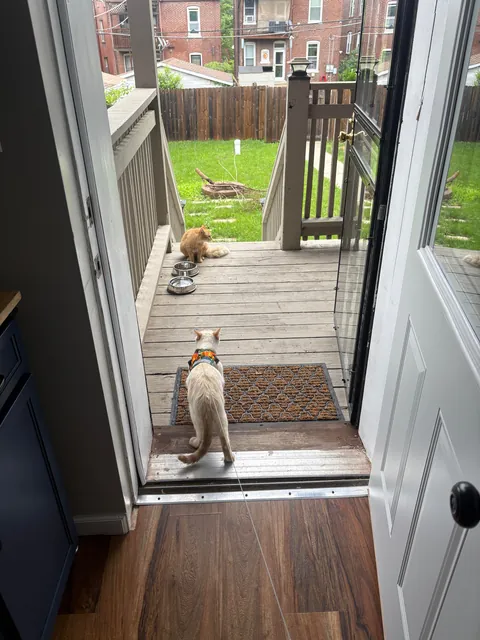 Took in a feral and now I'm caring for a litter of Kittens