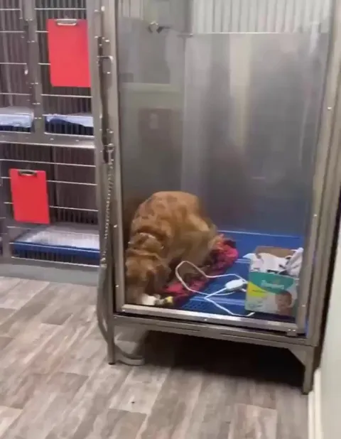 This video of a golden retriever at a dog shelter showing off her new-born puppy never gets old.  “Hey hooman look what I made" ❤️