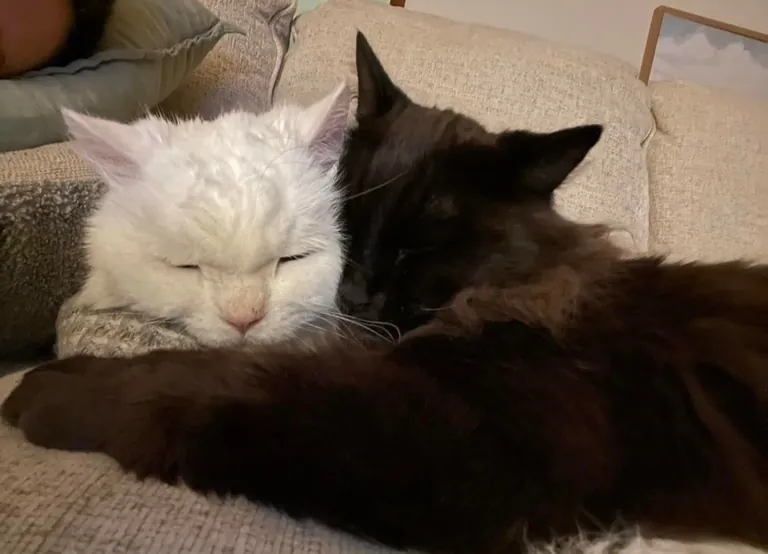 My Void with his Cloud 