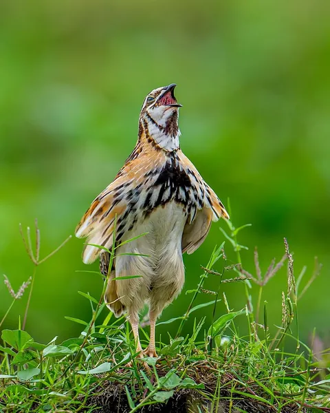 wildlife photography from the Indian wilderness