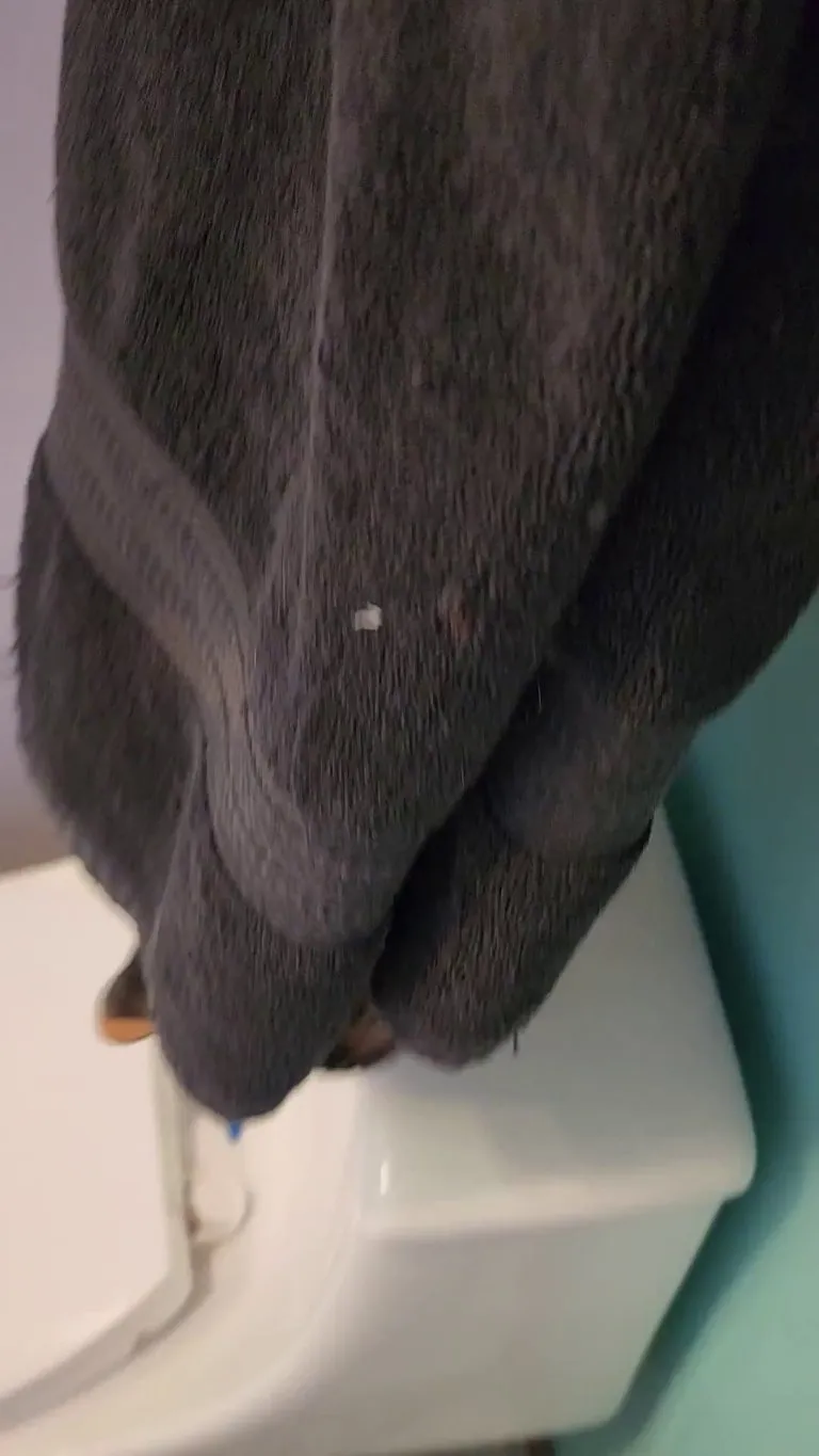 Do your cats follow you into the shower?