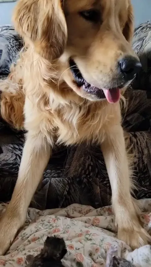 Two good boys help with babysitting