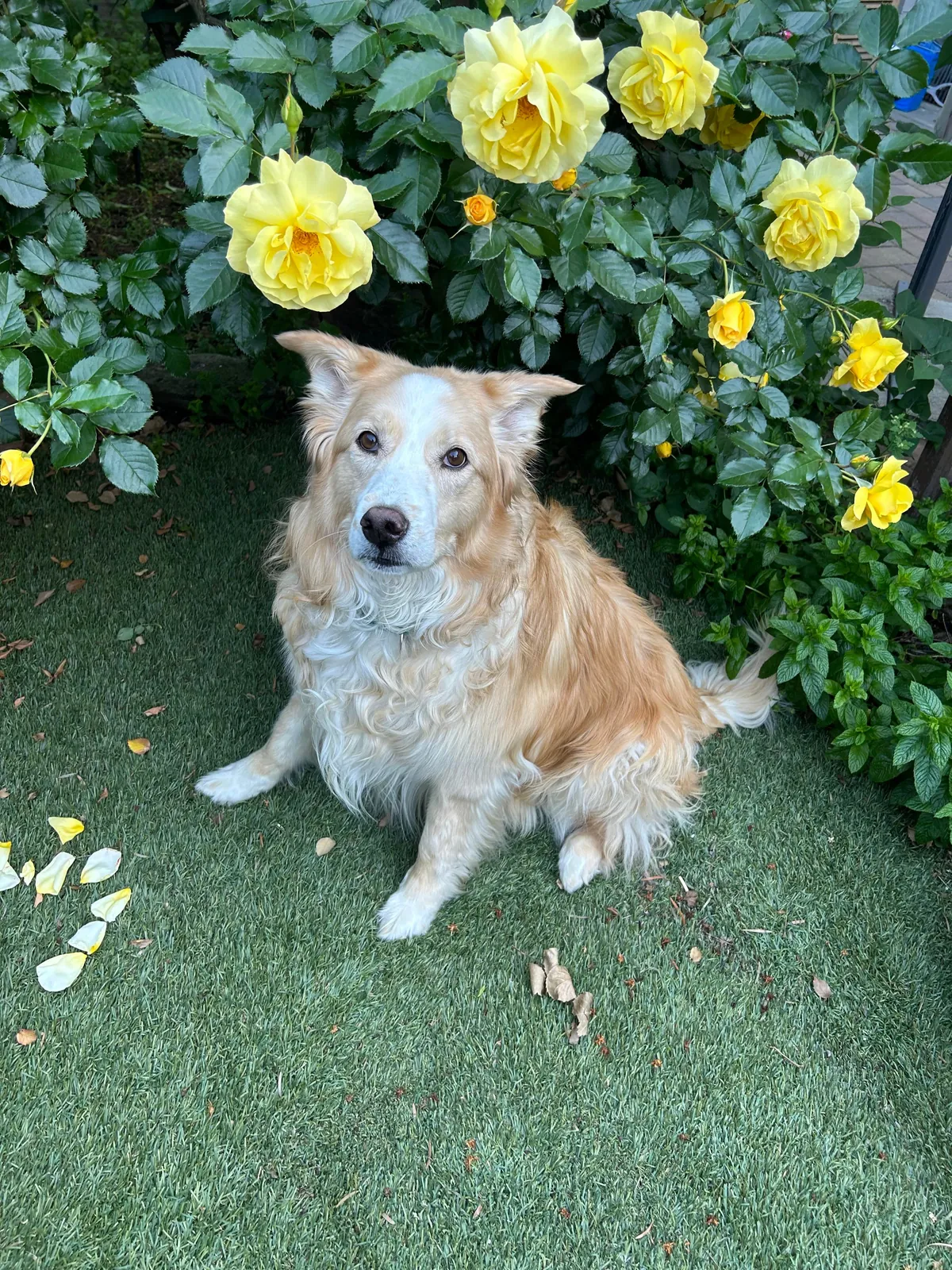 This is Luna, my soul dog🥰  From 1 week to 7.5 years old—she’s a sweet and complicated girl and I love her! ❤️