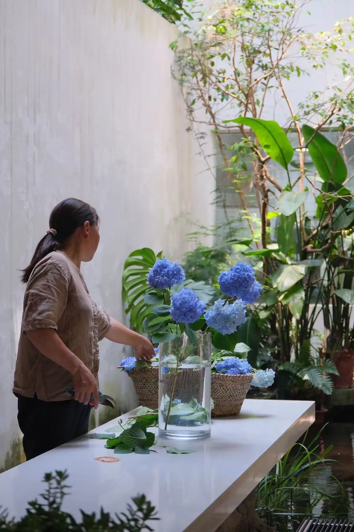 My Mother's Hydrangeas in the Chinese Countryside