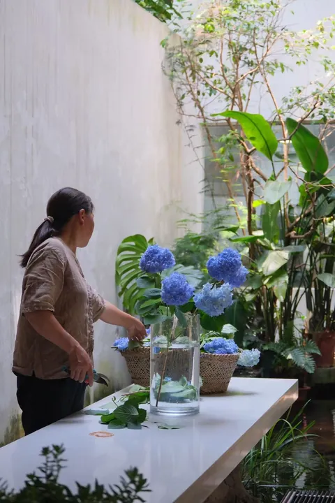 My Mother's Hydrangeas in the Chinese Countryside