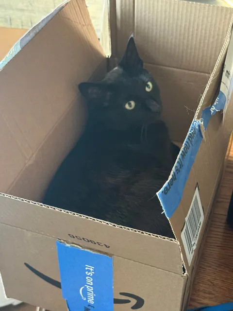 Severian is new here and wants everyone to know that he can, in fact, cat with the best of them