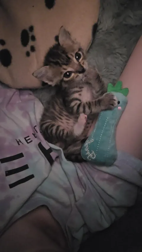 Photo dump of Chimney. The single kitten i found all alone.