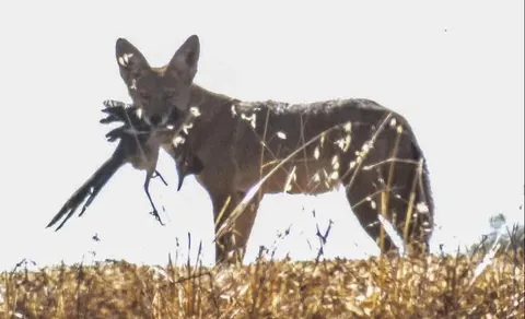 Coyote caught a roadrunner